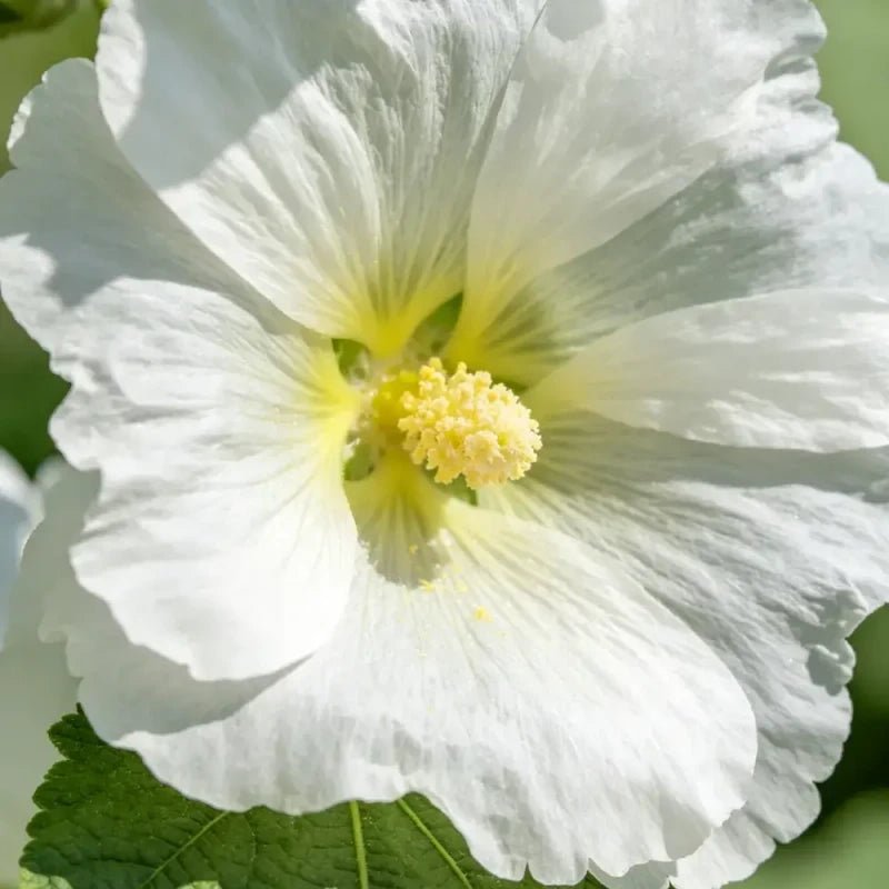 White Common Mallow Seeds - Verdseeds