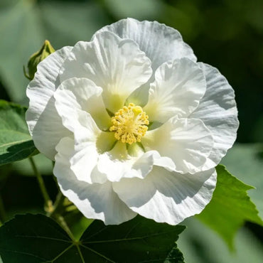 White Common Mallow Seeds - Verdseeds
