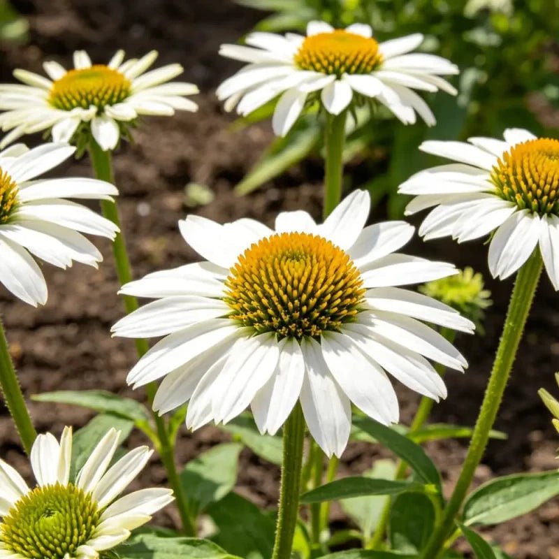 White Coneflower Seeds - Verdseeds
