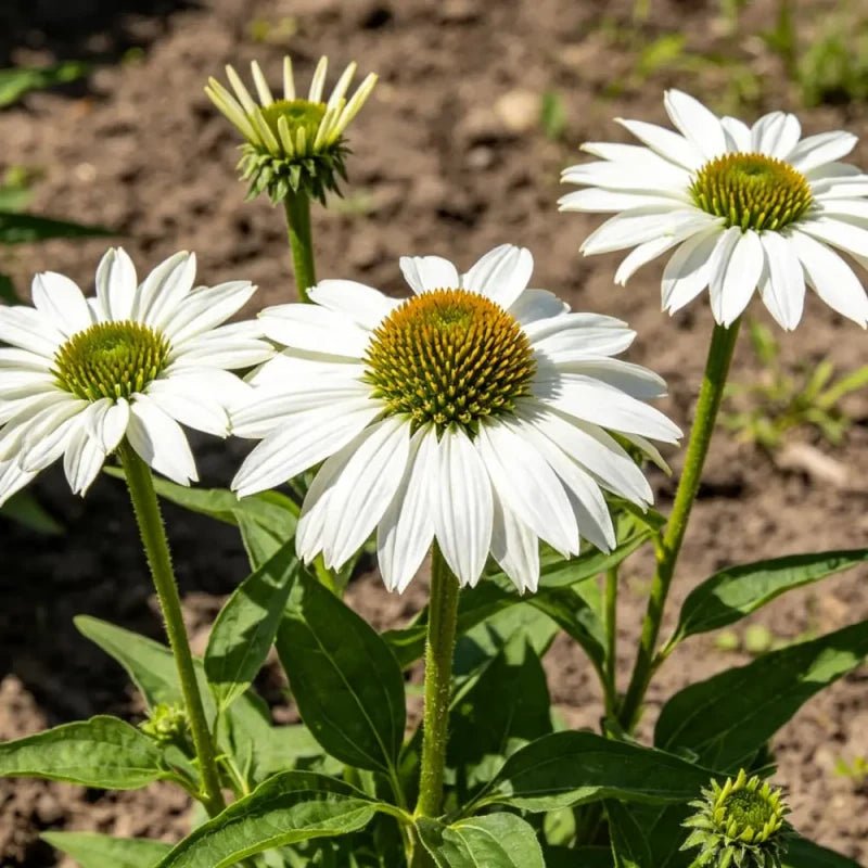 White Coneflower Seeds - Verdseeds