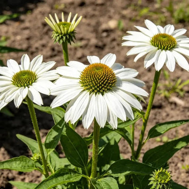 White Coneflower Seeds - Verdseeds
