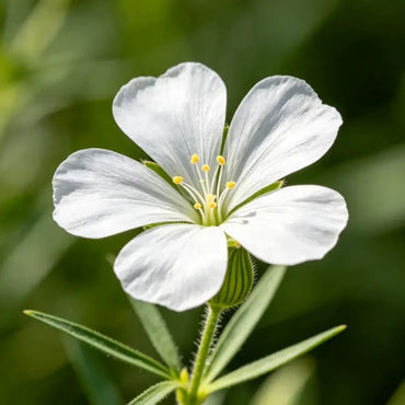 White Corn Cockle Seeds - Verdseeds