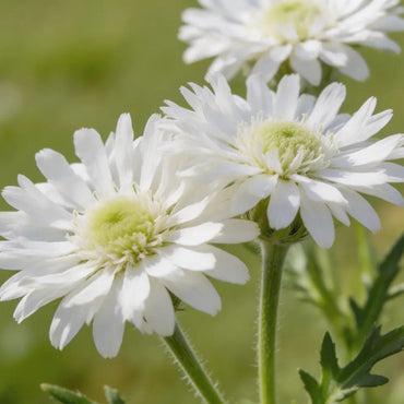 White Cornflower Seeds - Verdseeds