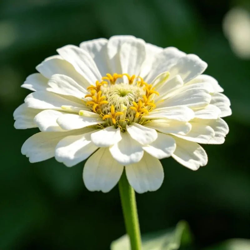 White Cornflower Seeds - Verdseeds