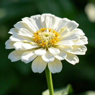 White Cornflower Seeds - Verdseeds