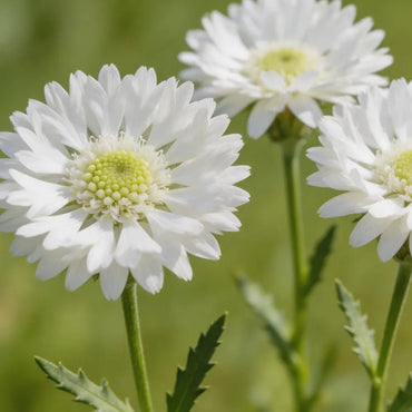 White Cornflower Seeds - Verdseeds