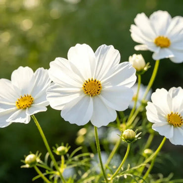White Cosmos Seeds - Verdseeds