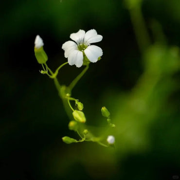 White Cow Cockle Seeds - Verdseeds