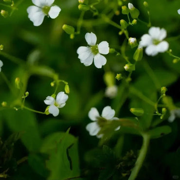 White Cow Cockle Seeds - Verdseeds