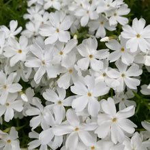 White Creeping Phlox Seeds - Verdseeds