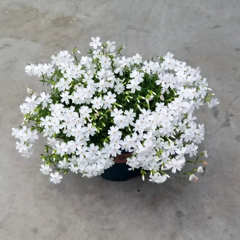 White Creeping Phlox Seeds - Verdseeds