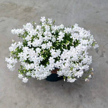 White Creeping Phlox Seeds - Verdseeds