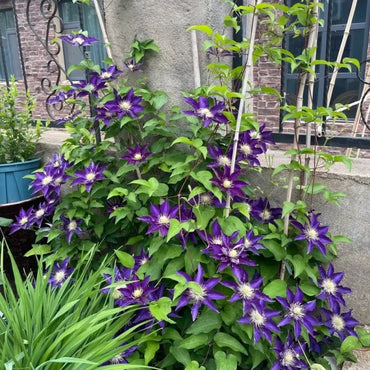 White Crown Clematis Seeds - Verdseeds
