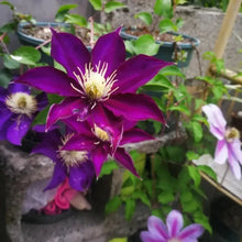 White Crown Clematis Seeds - Verdseeds