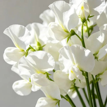 White Cut Flower Sweet Pea Seeds - Verdseeds