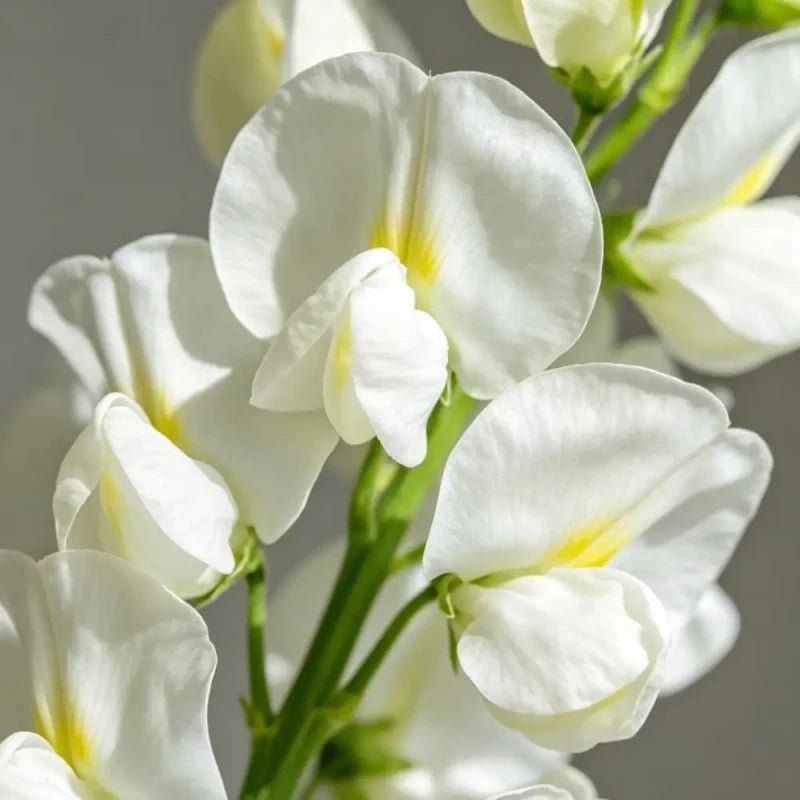 White Cut Flower Sweet Pea Seeds - Verdseeds