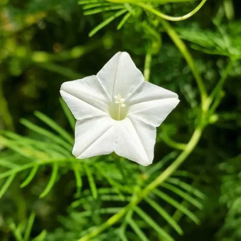 White Cypress Vine Seeds - Verdseeds