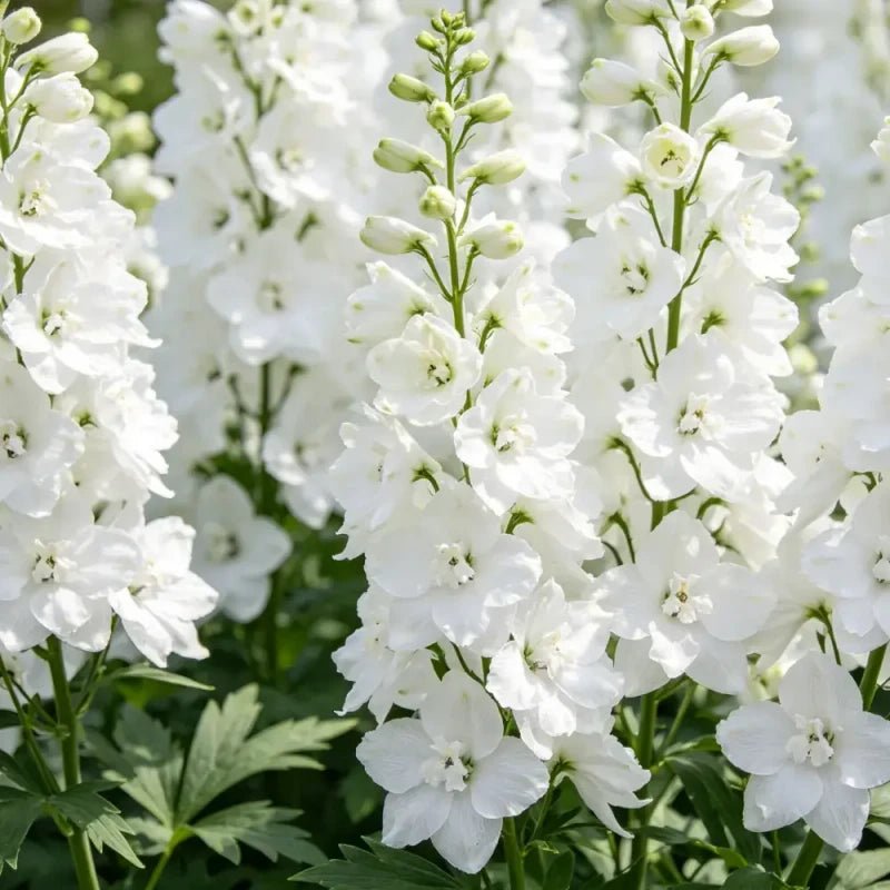 White Delphinium Seeds - Verdseeds