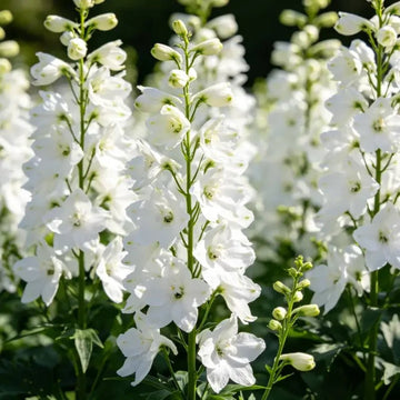 Delphinium