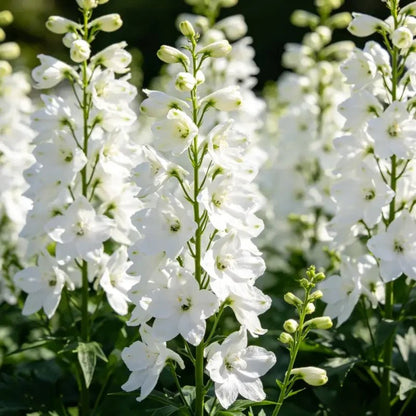 White Delphinium Seeds - Verdseeds