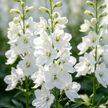 White Delphinium Seeds - Verdseeds