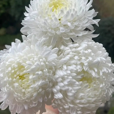 White Double Chrysanthemum Seeds - Verdseeds