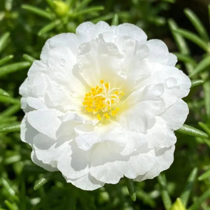 White Double Petals Moss Rose Seeds - Verdseeds