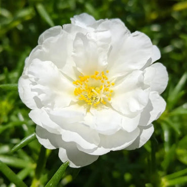 White Double Petals Moss Rose Seeds - Verdseeds