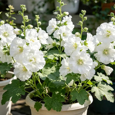 White Dwarf Hollyhock Seeds - Verdseeds