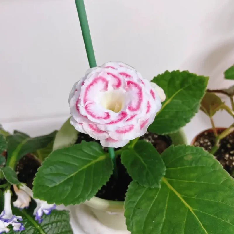 White-Edged Beauty Pink Double Gloxinia Seeds - Verdseeds