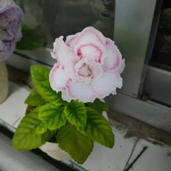 White-Edged Beauty Pink Double Gloxinia Seeds - Verdseeds