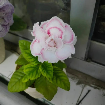 White-Edged Beauty Pink Double Gloxinia Seeds - Verdseeds