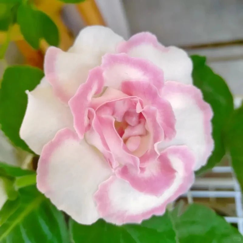 White-Edged Beauty Pink Double Gloxinia Seeds - Verdseeds