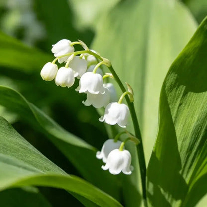 White Fenugreek Seeds - Verdseeds