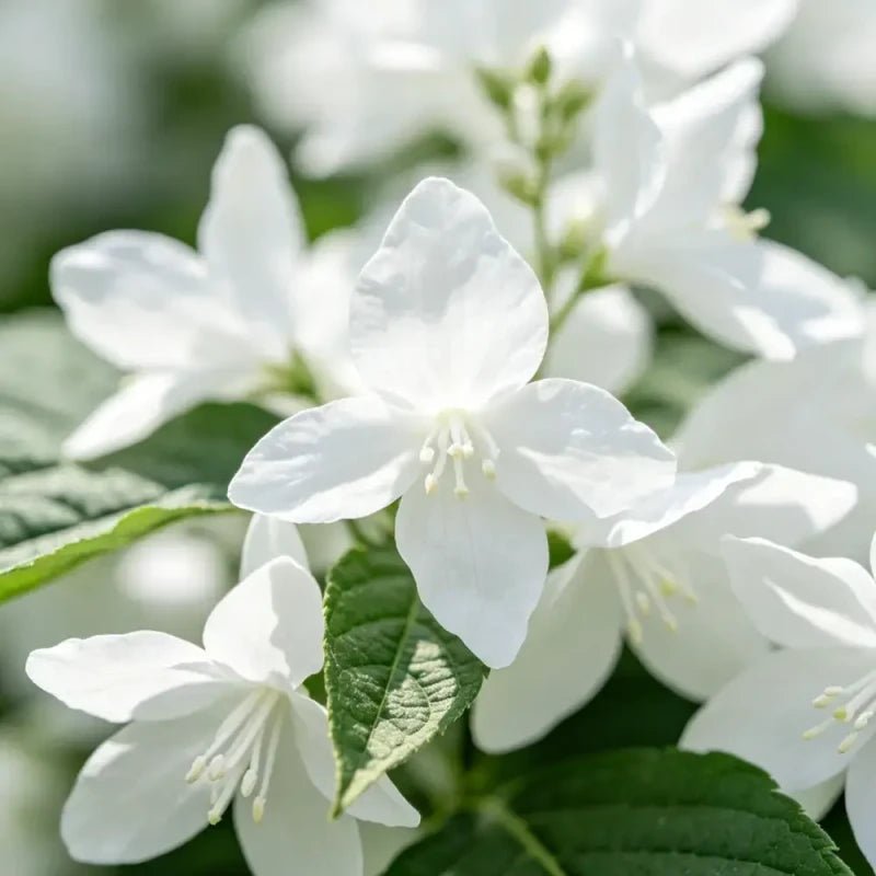 White Fenugreek Seeds - Verdseeds