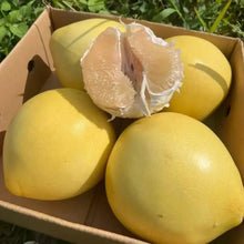White-Fleshed Pomelo Seeds - Verdseeds