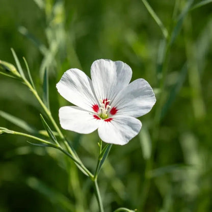 White Flower Red Heart Perennial Flax Seeds - Verdseeds