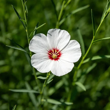 White Flower Red Heart Perennial Flax Seeds - Verdseeds
