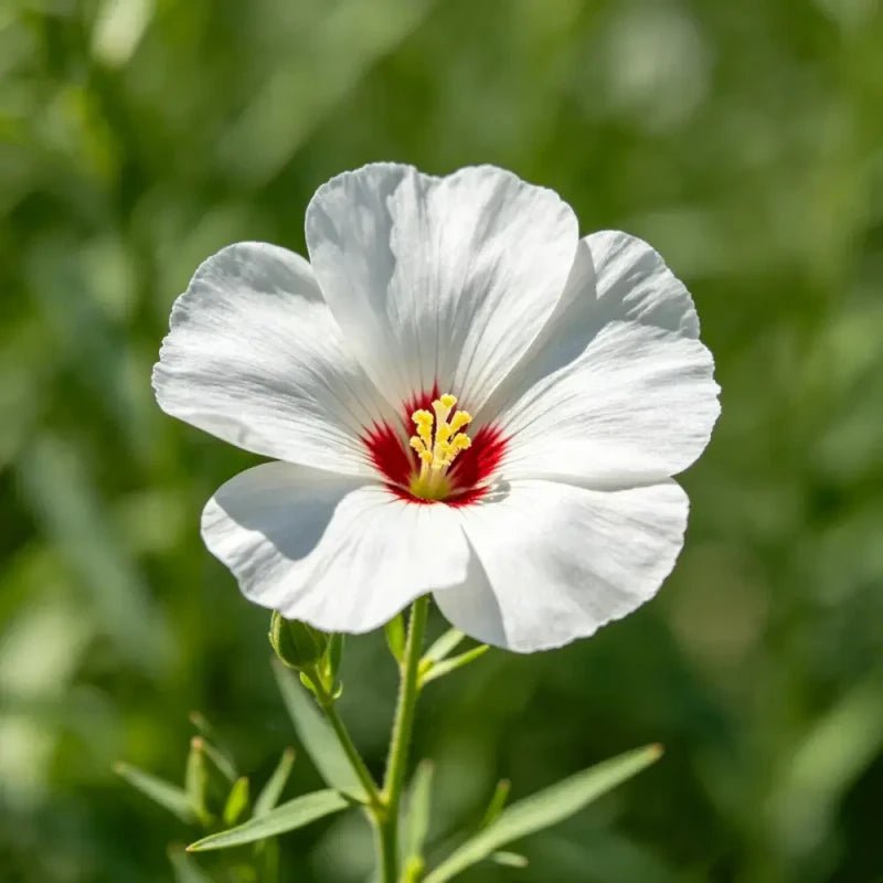 White Flower Red Heart Perennial Flax Seeds - Verdseeds