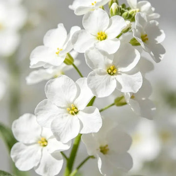 Forget-me-not