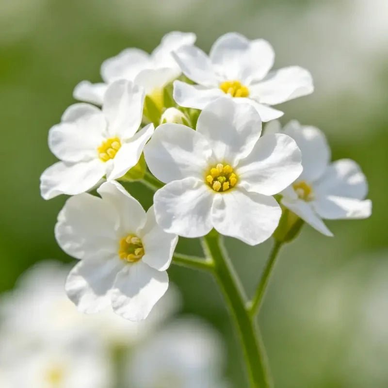 White Forget - me - not Sees - Verdseeds