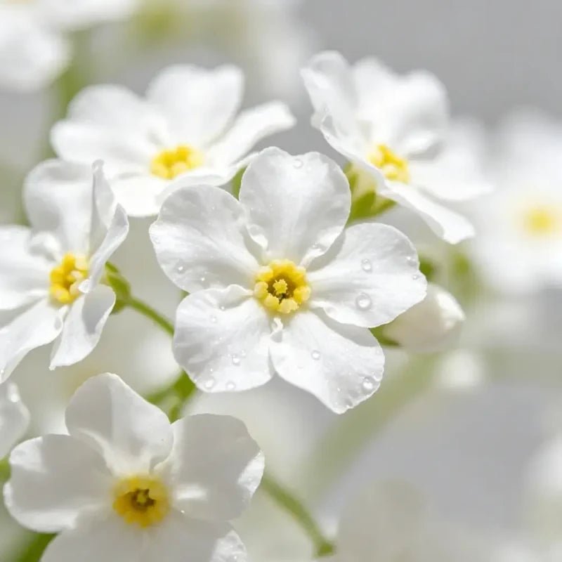 White Forget - me - not Sees - Verdseeds