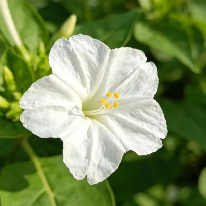 White Four O'Clock Flower Seeds - Verdseeds
