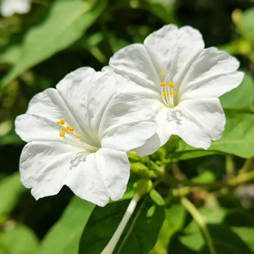 White Four O'Clock Flower Seeds - Verdseeds