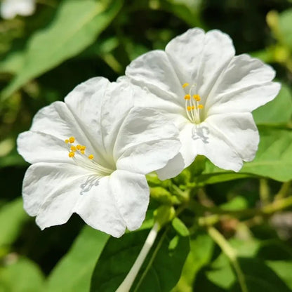 White Four O'Clock Flower Seeds - Verdseeds