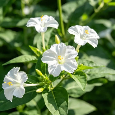 White Four O'Clock Flower Seeds - Verdseeds