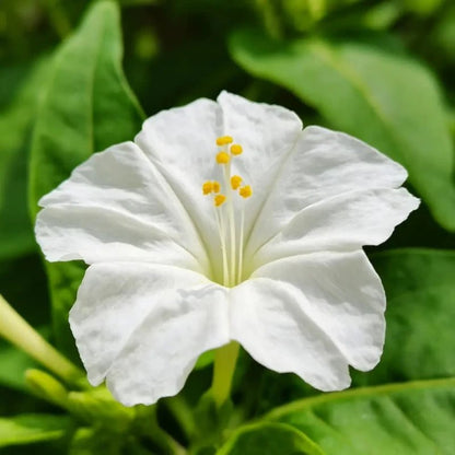 White Four O'Clock Flower Seeds - Verdseeds