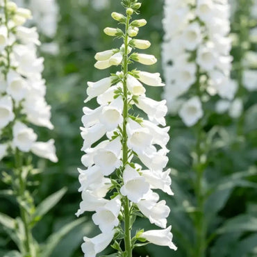 White Foxglove Seeds - Verdseeds