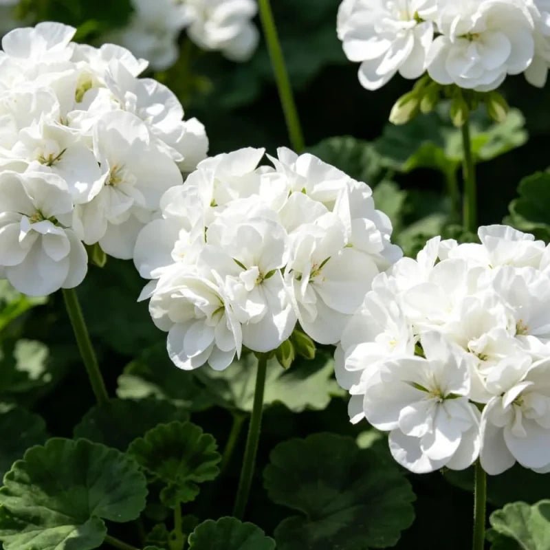 White Geranium Seeds - Verdseeds