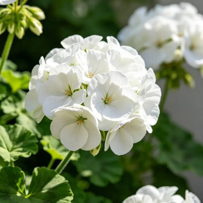White Geranium Seeds - Verdseeds